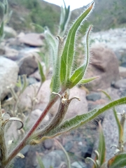 Oenothera affinis