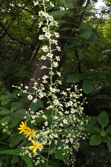 Veratrum hybridum