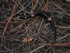 Cofre de Perote Salamander photo 2