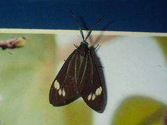 Cyclosia papilionaris