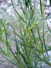 Acanthostyles buniifolius