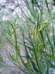 Acanthostyles buniifolius