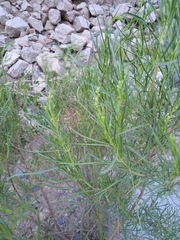 Acanthostyles buniifolius