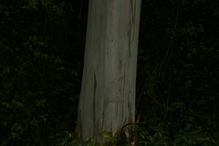 Eucalyptus grandis