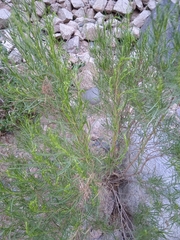 Acanthostyles buniifolius