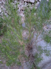 Acanthostyles buniifolius