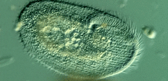 Peritromus faurei