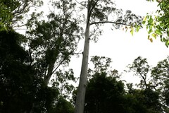 Eucalyptus grandis