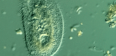 Peritromus faurei
