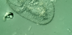 Peritromus faurei