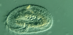 Peritromus faurei