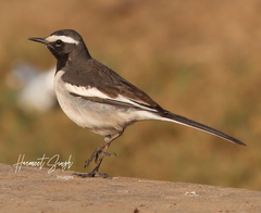 Motacilla maderaspatensis
