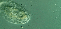 Peritromus faurei