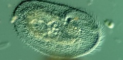 Peritromus faurei