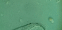 Peritromus faurei