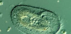 Peritromus faurei