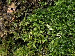 Syntrichia papillosa