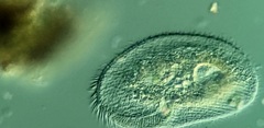 Peritromus faurei