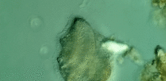Peritromus faurei