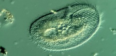 Peritromus faurei