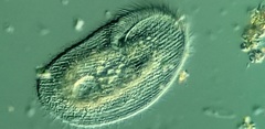 Peritromus faurei