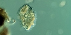 Peritromus faurei