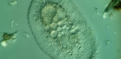 Peritromus faurei