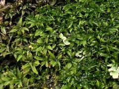 Syntrichia papillosa