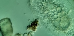 Peritromus faurei