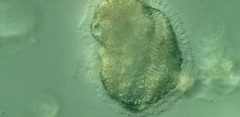 Peritromus faurei