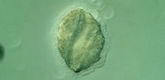 Peritromus faurei