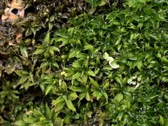 Syntrichia papillosa