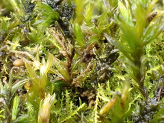 Cinclidotus fontinaloides