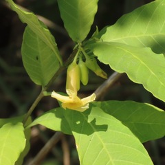 Tabernaemontana ochoterenae