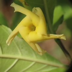 Tabernaemontana ochoterenae