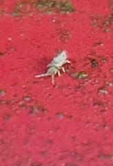Entomobrya nivalis