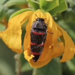Acmaeodera trizonalis trizonalis
