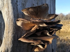Fungi