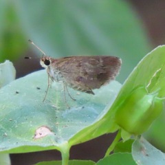 Callimormus saturnus