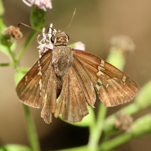 Potrillo Skipper (Autochton potrillo)