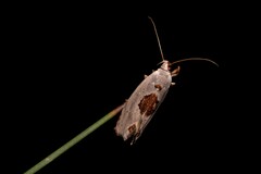 Tymbophora peltastis
