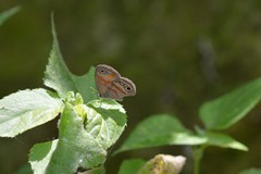 Euptychia fetna