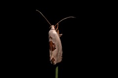Tymbophora peltastis