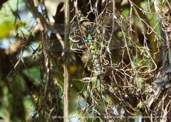 Rhionaeschna marchali