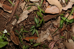 Aneilema biflorum