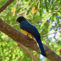 Trogon citreolus