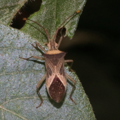 Gonocerini