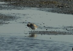 Calidris ferruginea