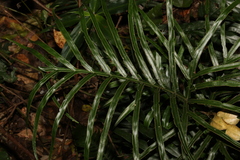 Pteris umbrosa