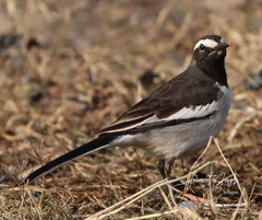 Motacilla maderaspatensis